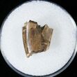 Tyrannosaurid Tooth Fragment - Montana #15210-1